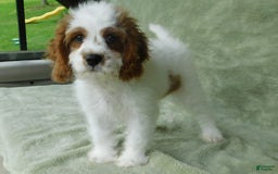 Cavapoo dogs for sale: Cleo - Image 1