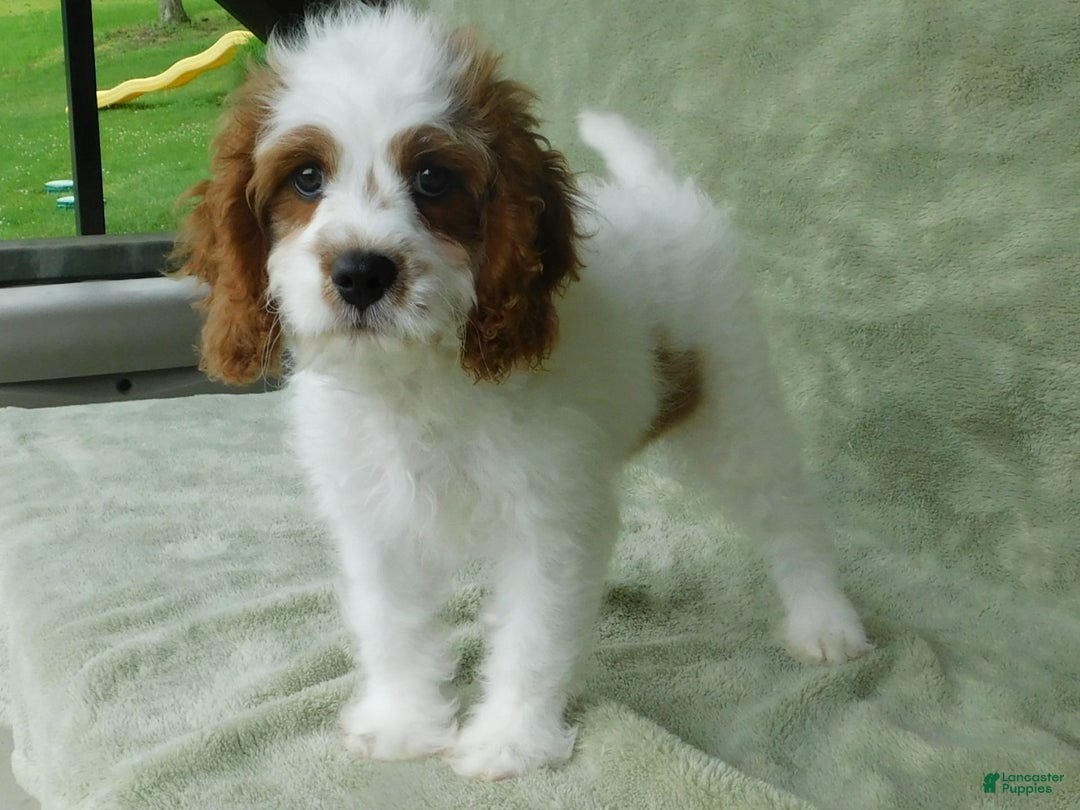Cavapoo dogs for sale: Cleo - Image 1