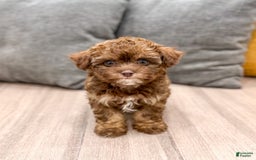Yorkiepoo dogs for sale: Zack - Image 2