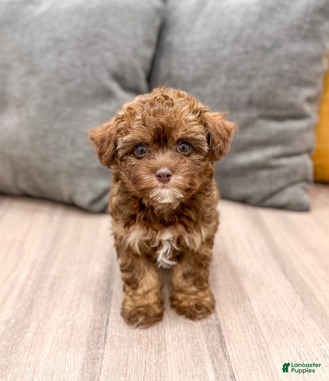 Yorkiepoo dogs for sale: Zack - Image 2