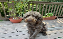 Labradoodle dogs for sale: Puppy 1 - Image 8