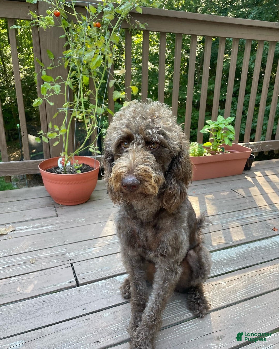 Labradoodle dogs for sale: Puppy 1 - Image 8