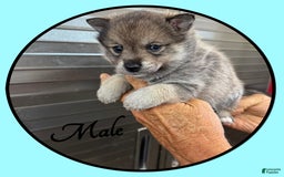 Alaskan Klee Kai dogs for sale: Ranger - Image 2