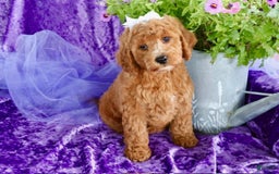 Mini Goldendoodle dogs for sale: Daisey Mae - Image 5