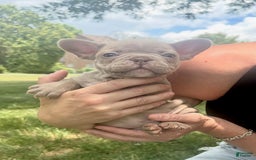 French Bulldog dogs for sale: Amaya Papaya - Image 7