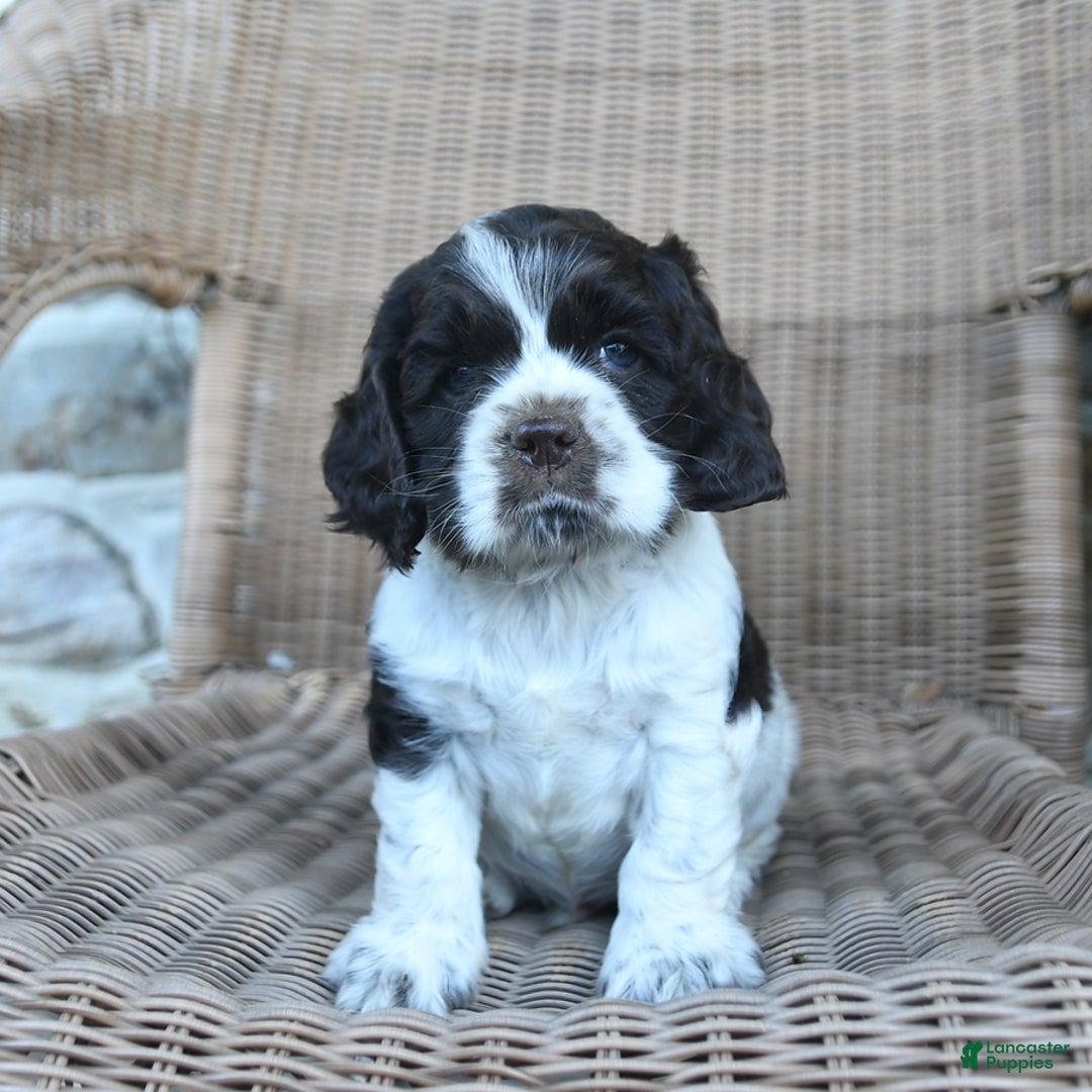 Cocker Spaniel dogs for sale: Rowdy - Image 1