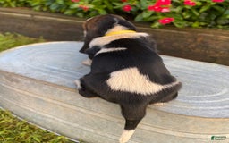 Basset Hound dogs for sale: Isabelle - Image 7