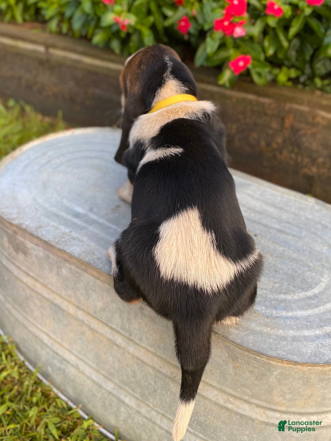 Basset Hound dogs for sale: Isabelle - Image 7