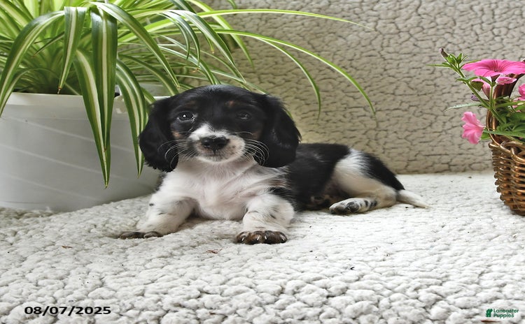 Miniature Dachshund dogs for sale - Ad 2