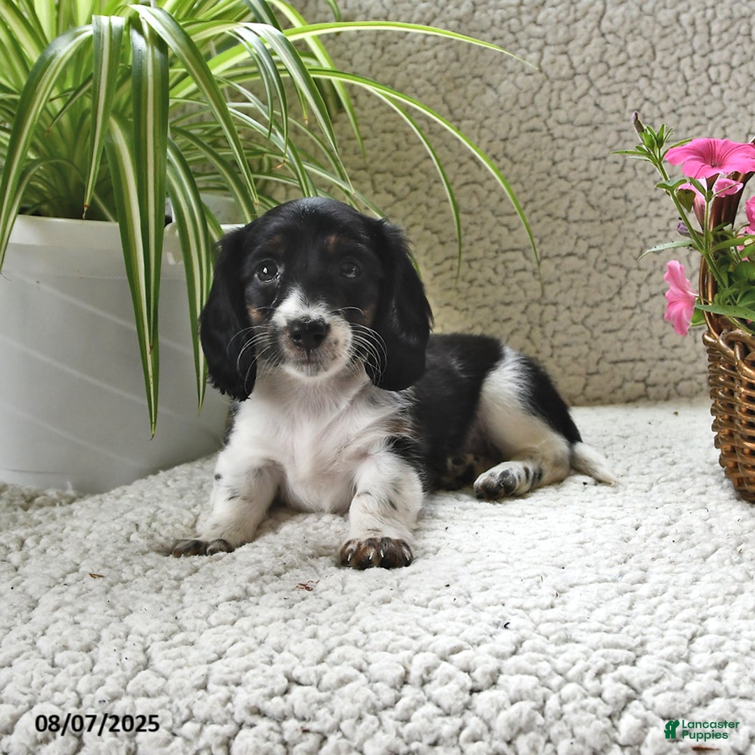 Miniature Dachshund dogs for sale: Laddie - Image 1