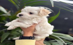 Maltipoo dogs for sale: Dexter - Image 1