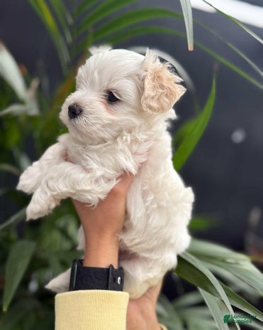 Maltipoo dogs for sale - Ad 5