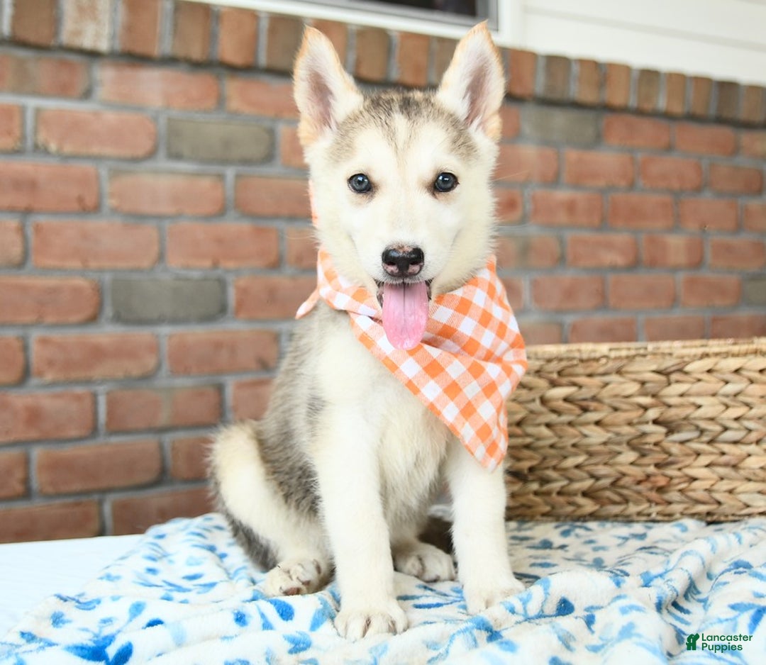 Gerberian Shepsky dogs for sale: Briggs - Image 1