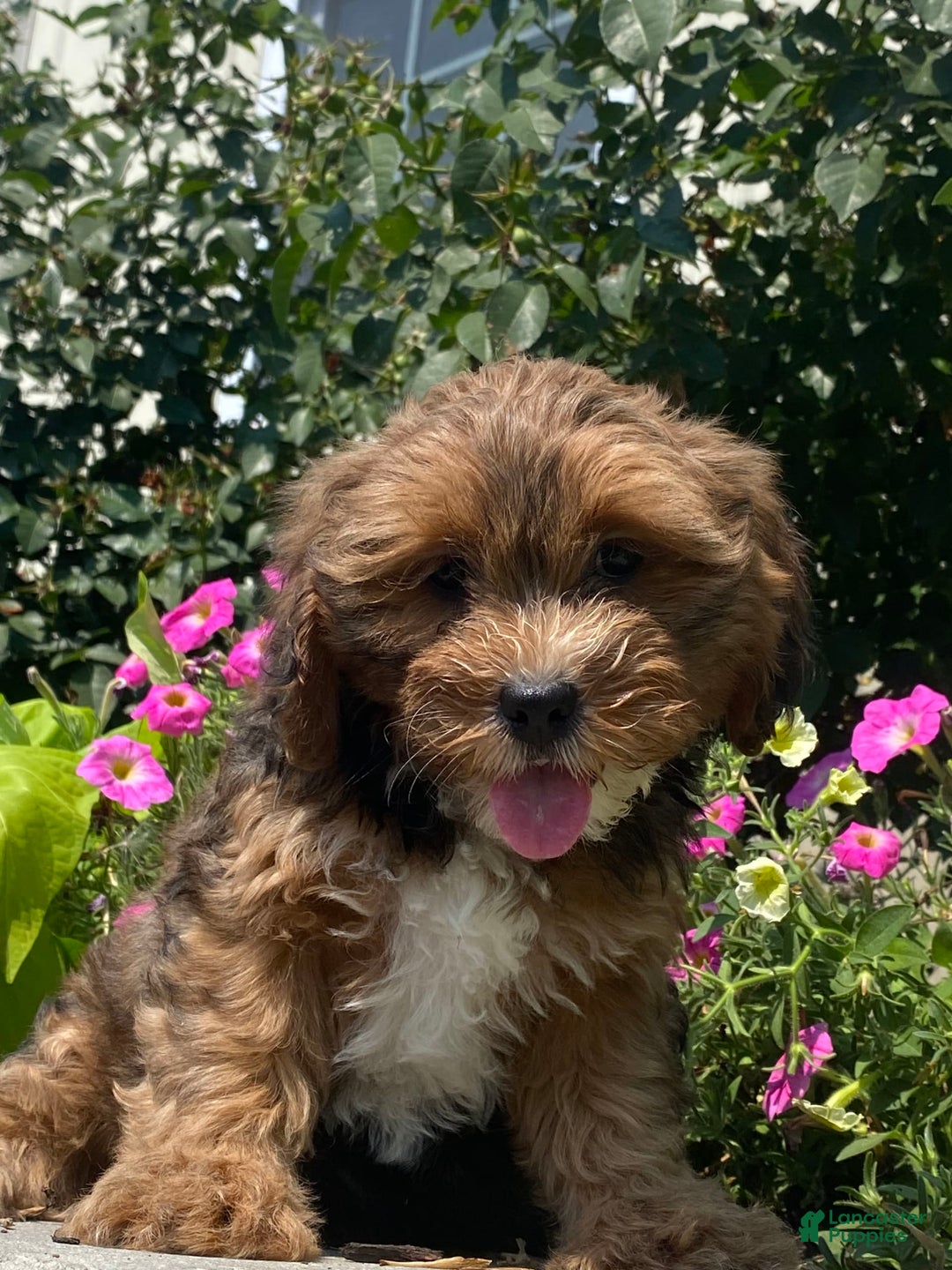 Lhasapoo dogs for sale: Jenny - Image 2