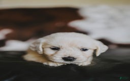 Golden Retriever dogs for sale: Miss Pink Beretta - Image 1