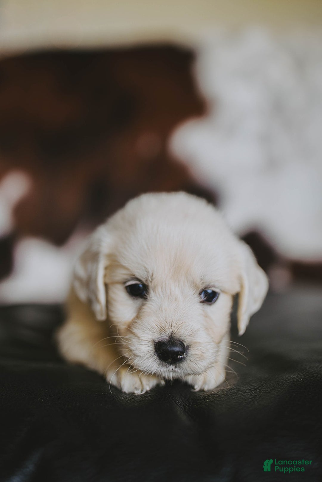 Golden Retriever dogs for sale: Miss Pink Beretta - Image 1