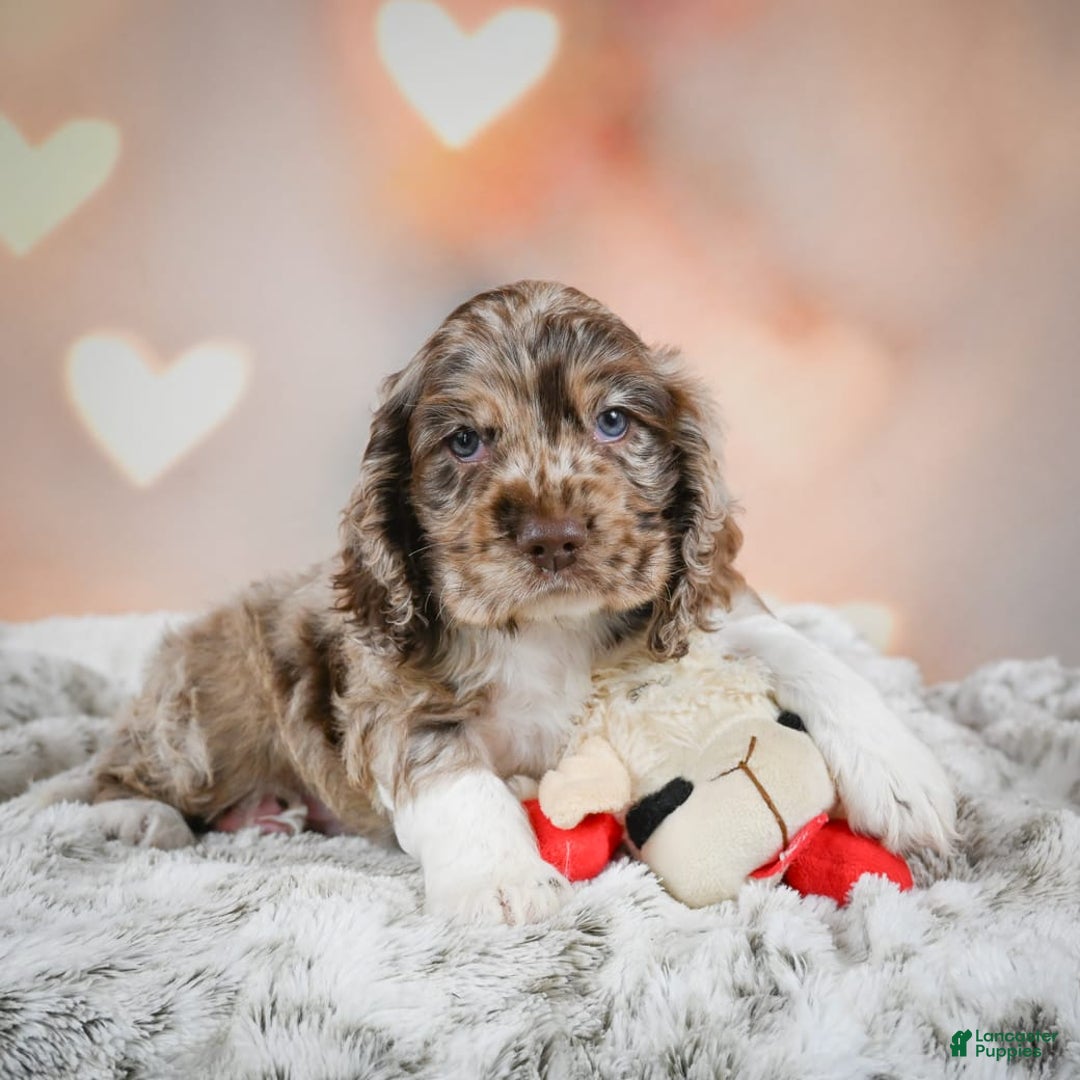 Cocker Spaniel dogs for sale: CoCo - Image 9