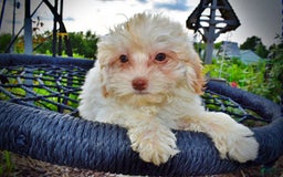 Havapoo dogs for sale: Vanilla - Image 24