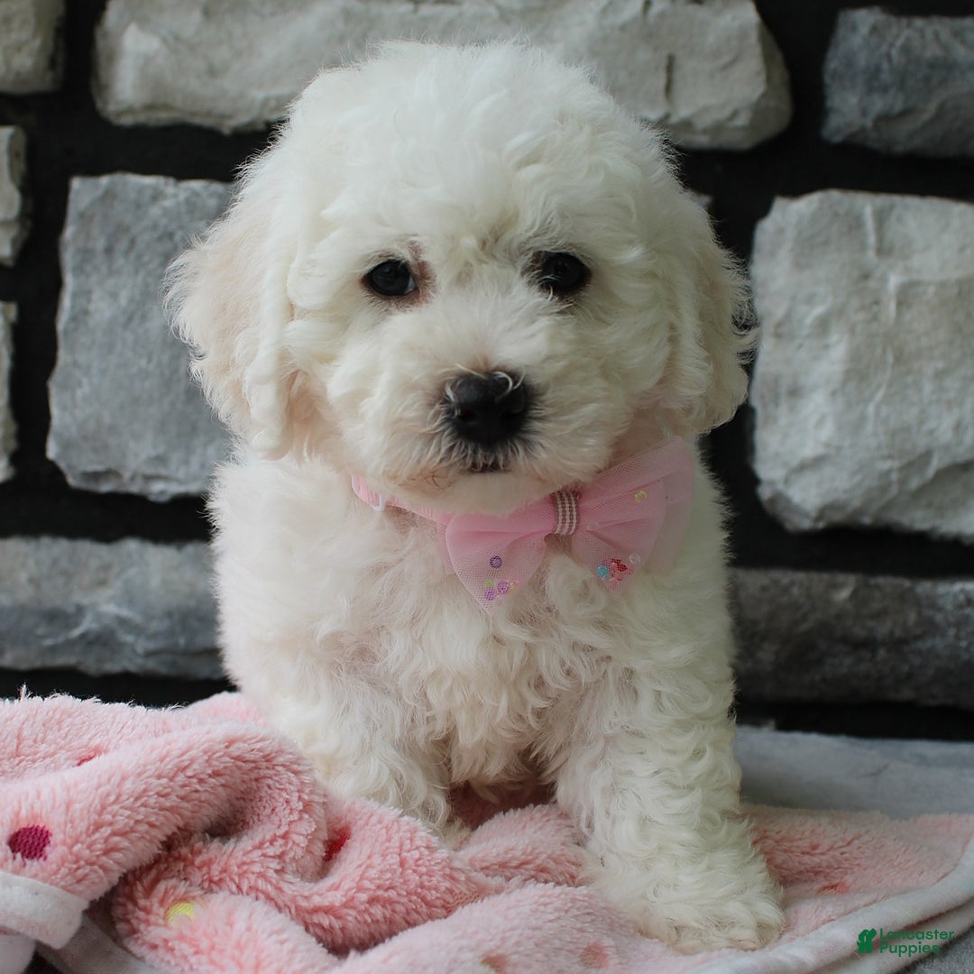 Bichon Frise dogs for sale: Lenny - Image 5