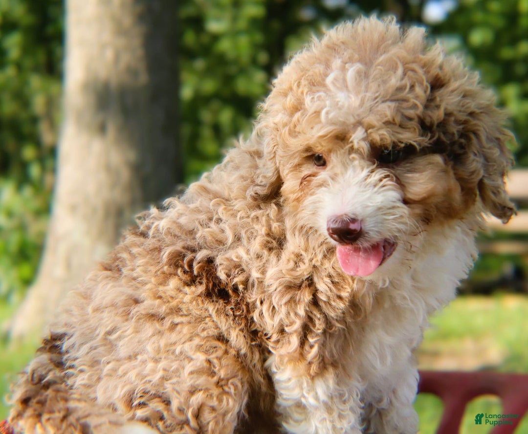 Mini Bernedoodle dogs for sale: Glory - Image 2