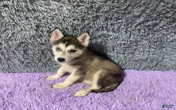 Siberian Husky dogs for sale: Lexy - Image 5