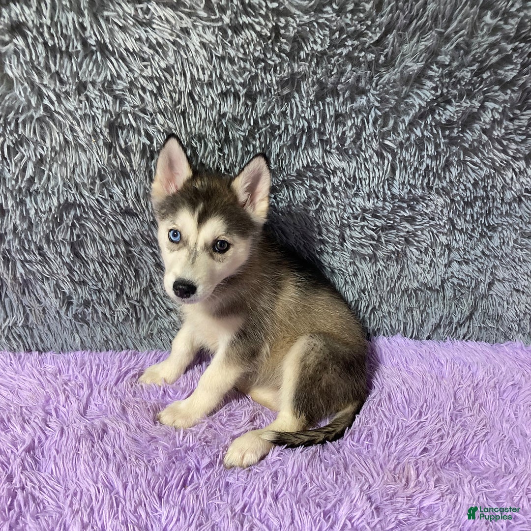 Siberian Husky dogs for sale: Lexy - Image 5
