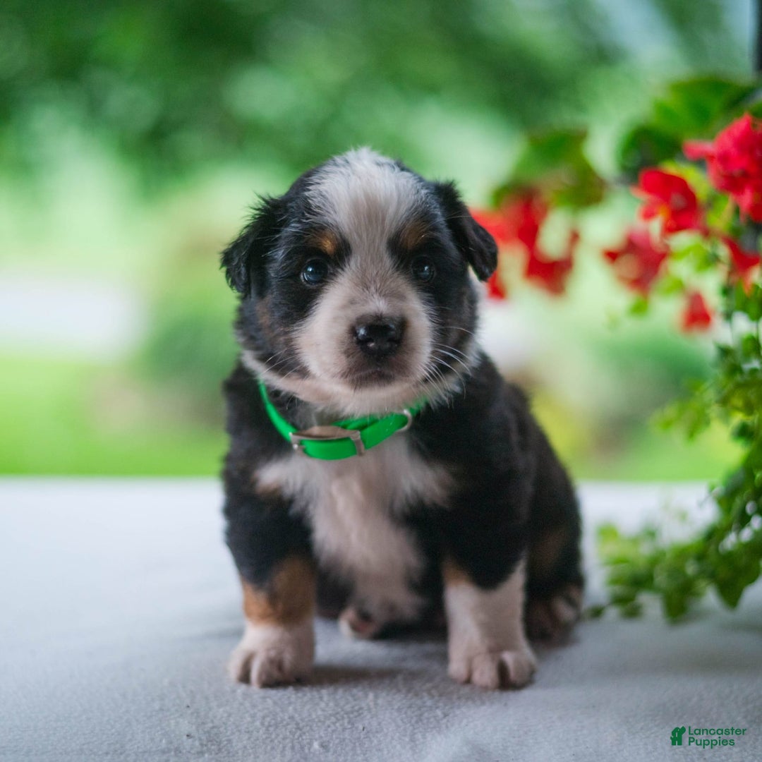 Miniature Australian Shepherd dogs for sale: Tyler - Image 4
