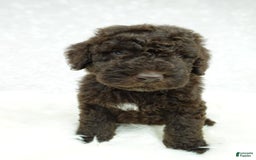 Newfypoo dogs for sale: Marley F1b - Image 1