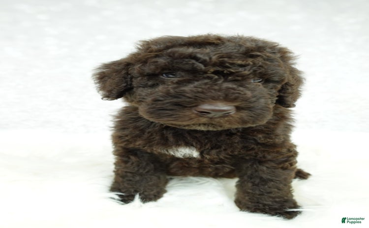 Newfypoo dogs for sale - Ad 2