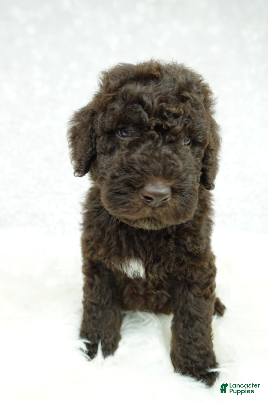 Newfypoo dogs for sale: Marley F1b - Image 1