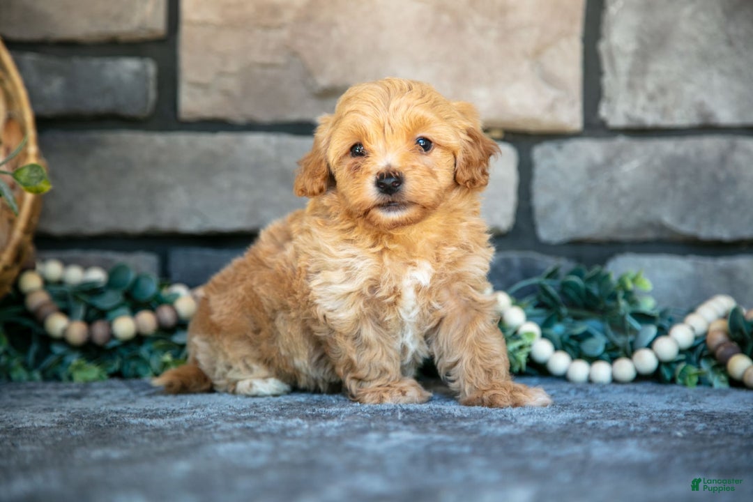 Havapoo dogs for sale: Cooper - Image 3