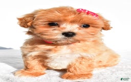 Maltipoo dogs for sale: Penny - Image 6