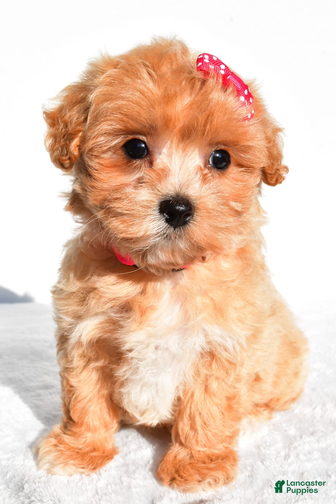 Maltipoo dogs for sale: Penny - Image 6