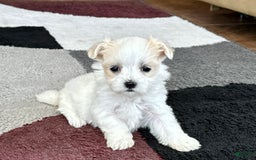 Maltipoo dogs for sale: Tina - Image 1