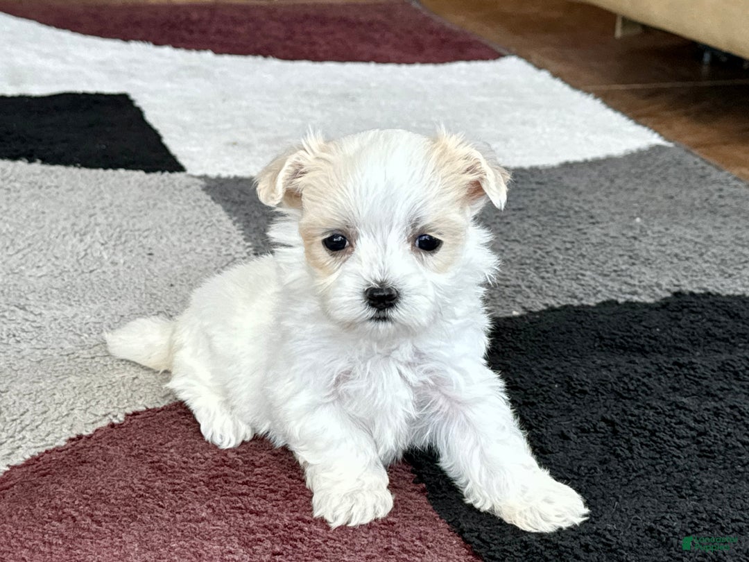 Maltipoo dogs for sale: Tina - Image 1