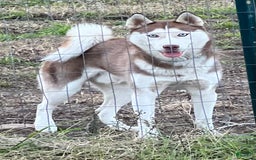 Siberian Husky dogs for sale: Shana - Image 13