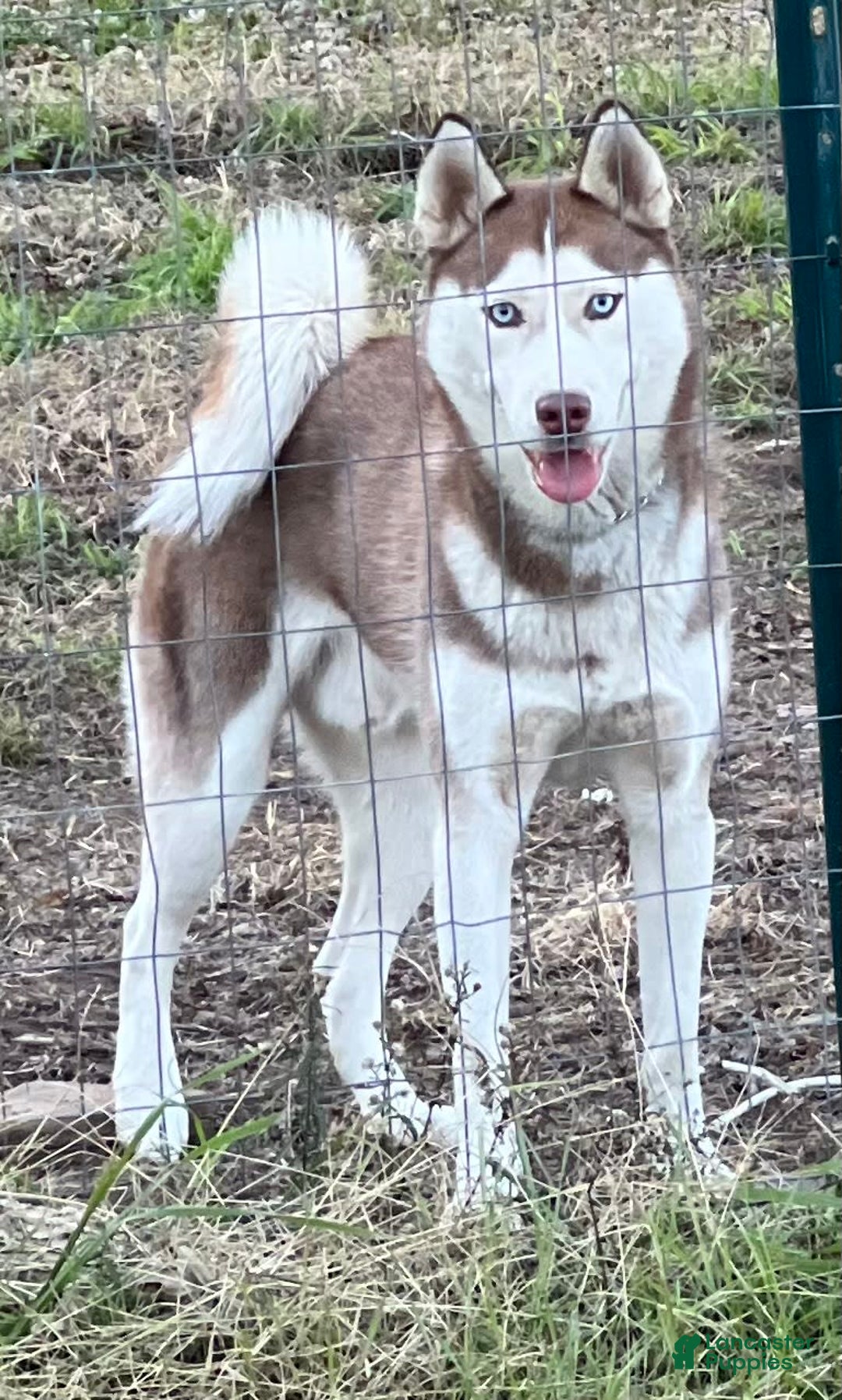 Siberian Husky dogs for sale: Shana - Image 13