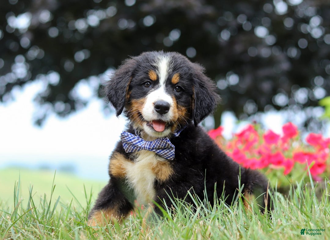 Bernese Mountain Dog dogs for sale: Bernese Mountain Dog 6 puppies - Image 15