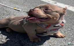 American Bully dogs for sale: Lance - Image 3