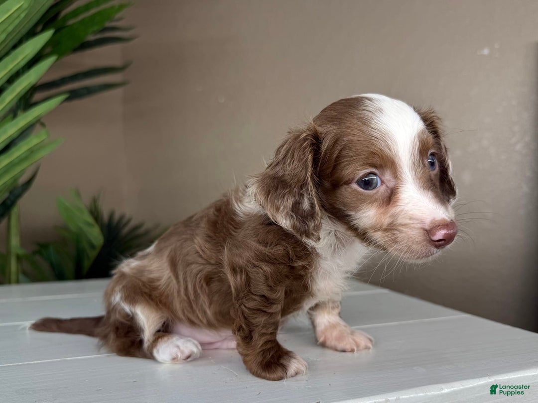 Dachshund dogs for sale: Colorado - Image 3
