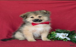 Pomeranian dogs for sale: Ellison - Image 5