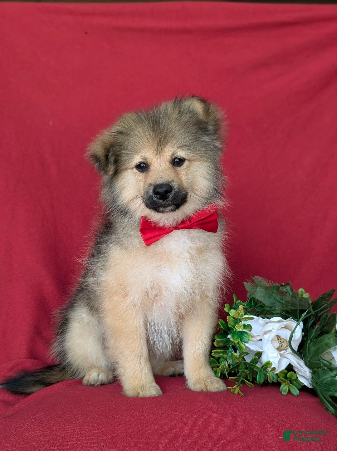 Pomeranian dogs for sale: Ellison - Image 5