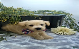 West Highland Terrier dogs for sale: Jordan - Image 2