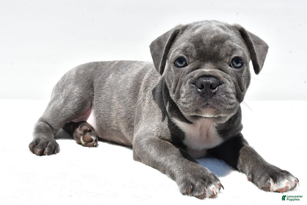 Frenchton dogs for sale: Buddy - Image 8