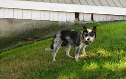 Australian Cattle Dog dogs for sale: Rusty - Image 6