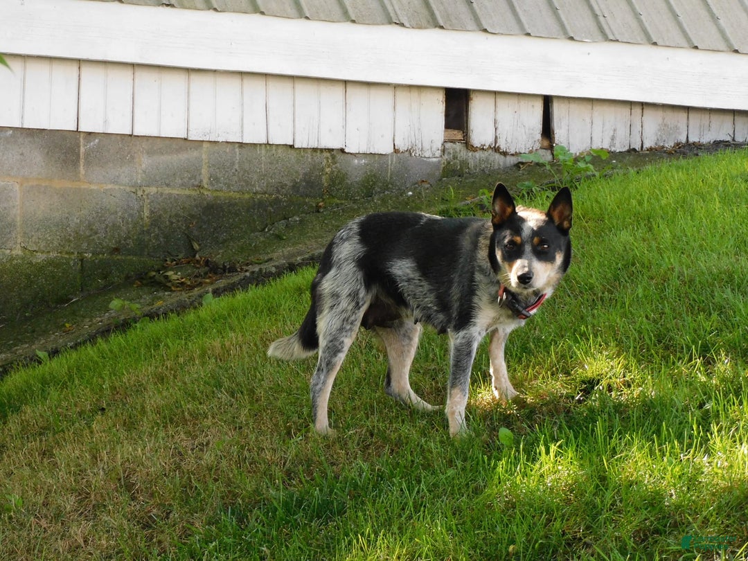Australian Cattle Dog dogs for sale: Rusty - Image 6