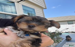 Yorkshire Terrier dogs for sale: Male / Blue Collar - Image 5