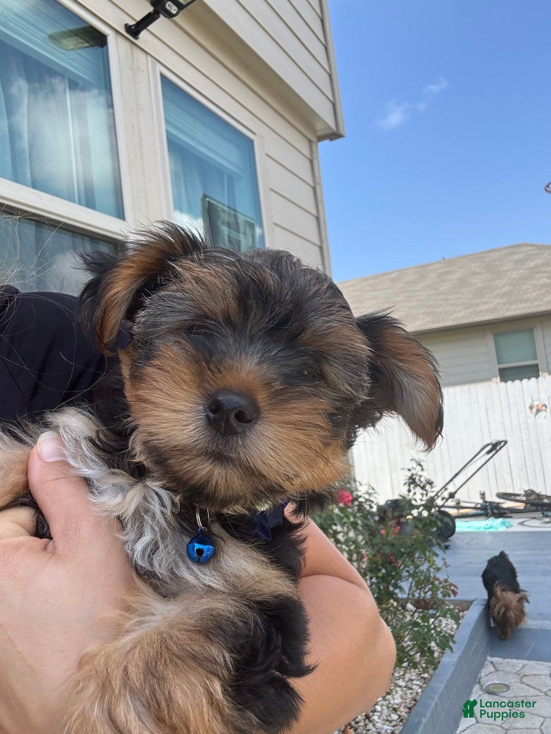 Yorkshire Terrier dogs for sale: Male / Blue Collar - Image 5