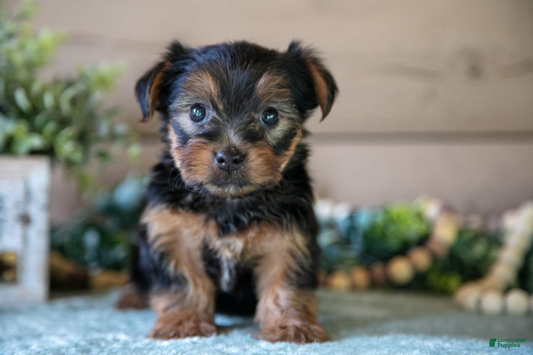 Yorkshire Terrier dogs for sale: Fletcher - Image 1