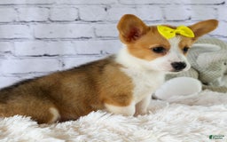 Welsh Corgi Pembroke dogs for sale: Lacey - Image 18